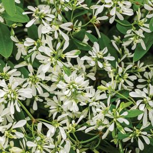 Euphorbia 'Diamond Snow™' Euphorbia 'Diamond Snow™'