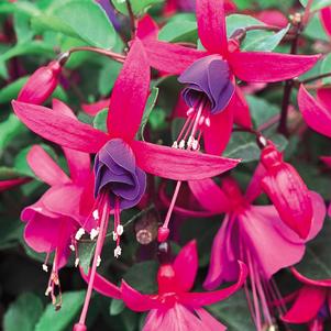 Fuchsia 'Shadow Dancer® Marcia' Fuchsia 'Shadow Dancer® Marcia'