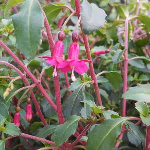Fuchsia thymifolia Fuchsia thymifolia