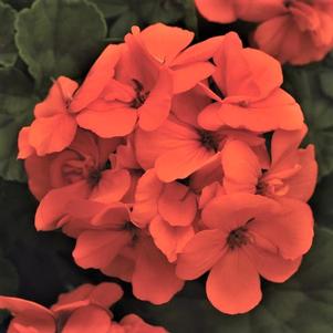 Geranium 'Fantasia® Orange' Geranium 'Fantasia® Orange'