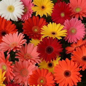 Gerbera 'Revolution™ Mix Select' Gerbera 'Revolution™ Mix Select'