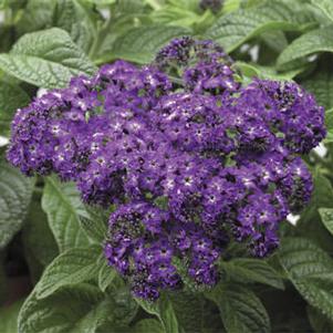 Heliotrope 'Scentropia™ Dark Blue' Heliotrope 'Scentropia™ Dark Blue'
