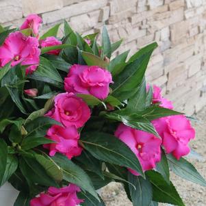 Impatiens 'Roller Coaster Hot Pink' Impatiens 'Roller Coaster Hot Pink'