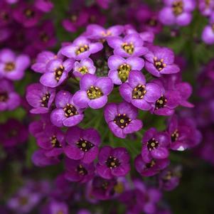 Lobularia 'Easy Breezy™ Purple' Lobularia 'Easy Breezy™ Purple'