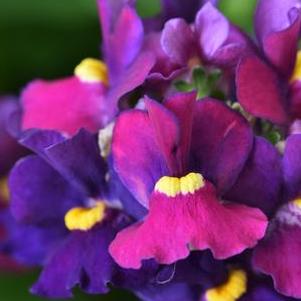 Nemesia 'Escential™ Bumbleberry' Nemesia 'Escential™ Bumbleberry'