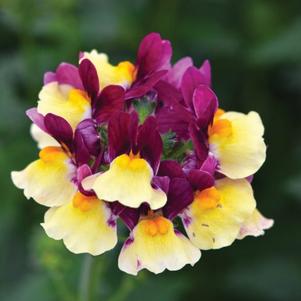 Nemesia 'Escential™ Raspberry Lemonade' Nemesia 'Escential™ Raspberry Lemonade'