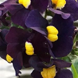 Nemesia 'SunGlow™ Dark Purple' Nemesia 'SunGlow™ Dark Purple'