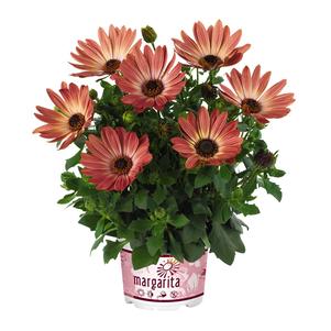 Osteospermum 'Margarita Bronze Bicolor' Osteospermum 'Margarita Bronze Bicolor'