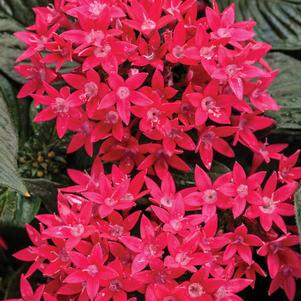 Pentas 'Sunstar™ Red' Pentas 'Sunstar™ Red'