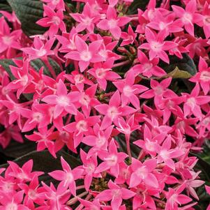 Pentas 'Sunstar™ Rose' Pentas 'Sunstar™ Rose'