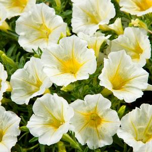 Petunia 'Blanket® Yellow' Petunia 'Blanket® Yellow'