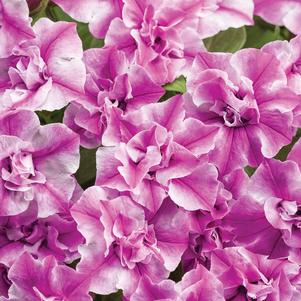 Petunia 'Supertunia® Sharon' Petunia 'Supertunia® Sharon'