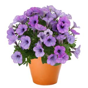Petunia 'Sweetunia® Lavender Shimmer' Petunia 'Sweetunia® Lavender Shimmer'