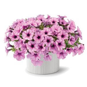 Petunia 'Capella Baby Pink' Petunia 'Capella Baby Pink'