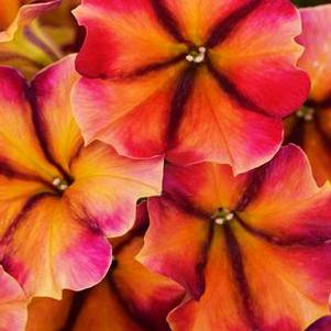 Petunia 'Crazytunia® Tiki Torch' Petunia 'Crazytunia® Tiki Torch'