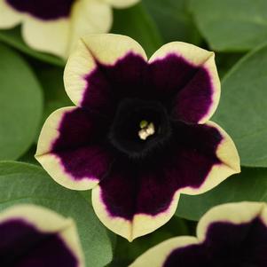 Petunia 'Headliner™ Dark Saturn' Petunia 'Headliner™ Dark Saturn'
