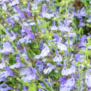 Salvia 'African Sky' Salvia 'African Sky'