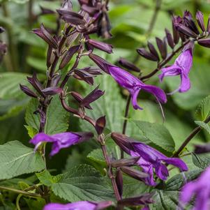 Salvia 'Rockin'® Deep Purple' Salvia 'Rockin'® Deep Purple'