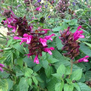Salvia 'Rockin'® Fuchsia' Salvia 'Rockin'® Fuchsia'