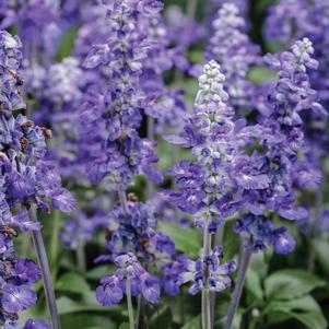 Salvia chamelaeagnea x scabra 'Unplugged™ So Blue™' Salvia chamelaeagnea x scabra 'Unplugged™ So Blue™'