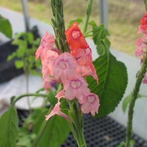 Stachytarpheta m. 'Coral' Stachytarpheta m. 'Coral'