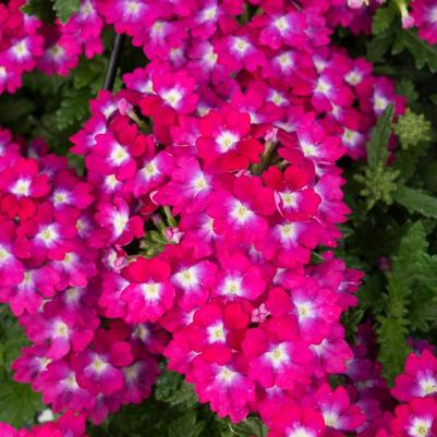 Verbena 'Empress® Flair Neon' Verbena 'Empress® Flair Neon'