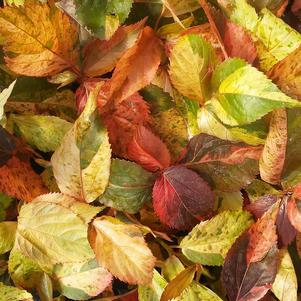 Acalypha 'Copperhead' Acalypha 'Copperhead'