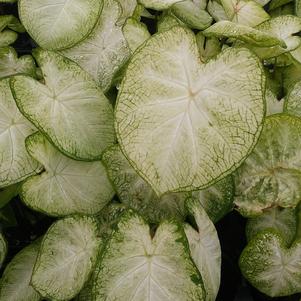 Caladium 'Garden White' Caladium 'Garden White'
