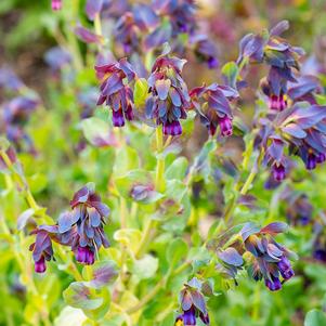 Cerinthe purpurascens 'Honeywort' Cerinthe purpurascens 'Honeywort'