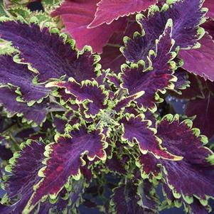 Coleus 'Beauty of Lyon' Coleus 'Beauty of Lyon'