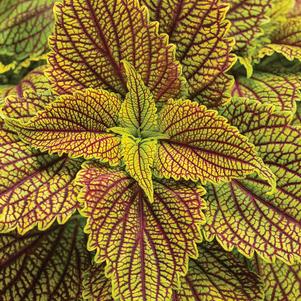 Coleus 'ColorBlaze® Golden Dreams™' Coleus 'ColorBlaze® Golden Dreams™'