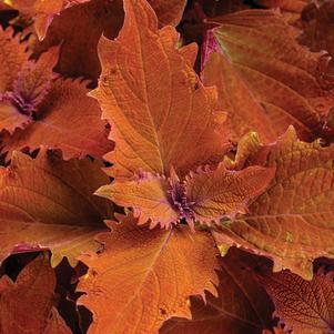 Coleus 'ColorBlaze® Wicked Hot™' Coleus 'ColorBlaze® Wicked Hot™'