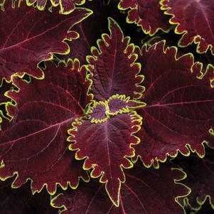 Coleus 'ColorBlaze® Wicked Witch™' Coleus 'ColorBlaze® Wicked Witch™'