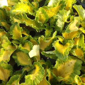 Coleus 'Wild Lime' Coleus 'Wild Lime'