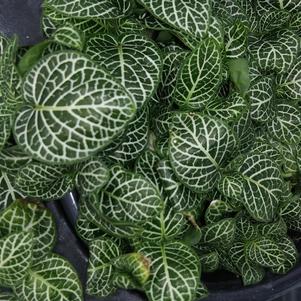 Fittonia 'White Mini' Fittonia 'White Mini'