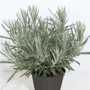 Helichrysum 'Silver Ribbon'