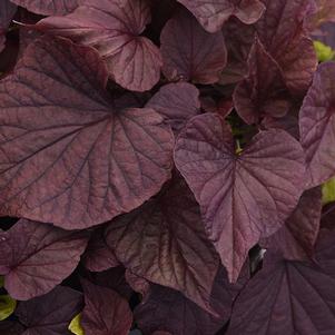Ipomoea batatus 'SolarPower Red Heart' Ipomoea batatus 'SolarPower Red Heart'