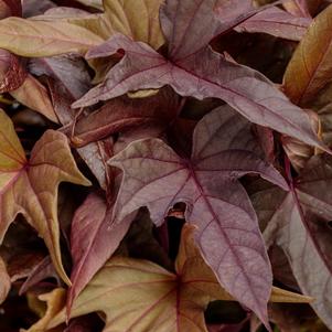 Ipomoea batatus 'Sweet Caroline Red Hawk™' Ipomoea batatus 'Sweet Caroline Red Hawk™'