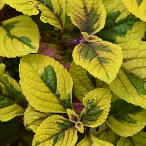 Plectranthus 'FanciFillers™ Guacamole' Plectranthus 'FanciFillers™ Guacamole'