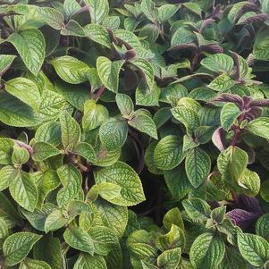 Plectranthus 'Purple' Plectranthus 'Purple'