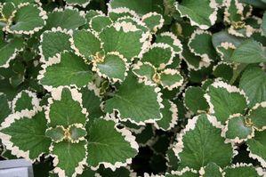 Plectranthus ciliatus 'Cream/Green Candle Stick' Plectranthus ciliatus 'Cream/Green Candle Stick'