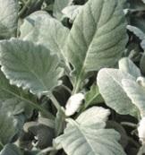 Senecio 'Silvery Velvet' Senecio 'Silvery Velvet'