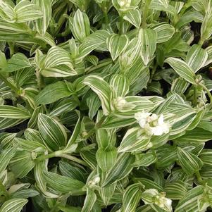 Tradescantia albiflora 'White Zebra™' Tradescantia albiflora 'White Zebra™'
