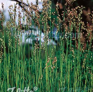 Briza media 'Quaking Grass' Briza media 'Quaking Grass'