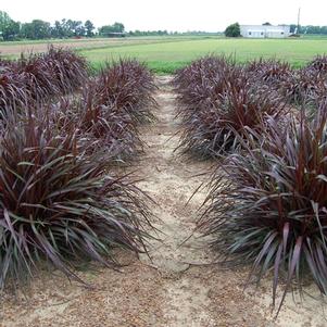 Pennisetum setaceum Regal Princess