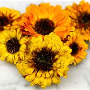 Calendula 'India Prince' Calendula 'India Prince'