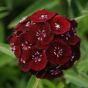 Dianthus barbatus 'Sweet™ Black Cherry' Dianthus barbatus 'Sweet™ Black Cherry'