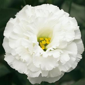 Lisianthus 'Corelli 2 White' Lisianthus 'Corelli 2 White'