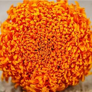 Marigold 'Spun Orange' Marigold 'Spun Orange'