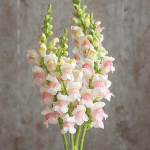 Snapdragon Maryland Appleblossom
